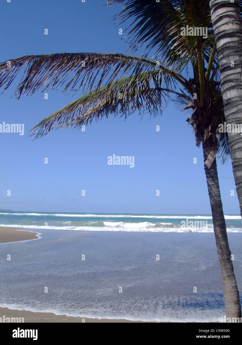 A palm tree on the beach and blue sky Stock Photo - Alamy
