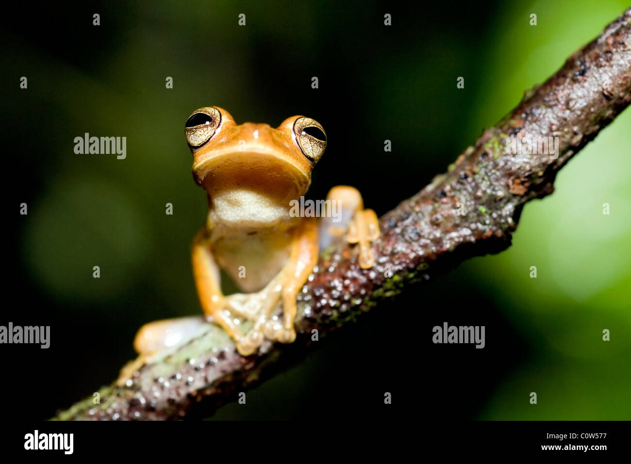 Tree Frog - La Selva Jungle Lodge, Amazon Region, Ecuador Stock Photo