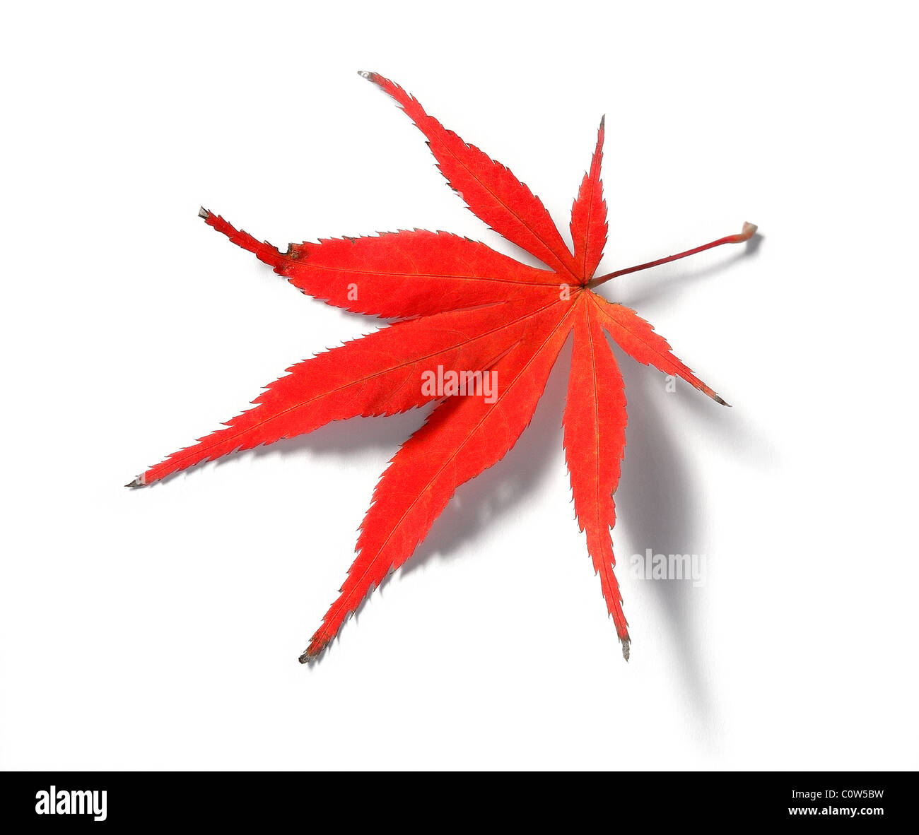 Red Japanese Maple or Acer Leaf in Autumn shot against a white background Stock Photo