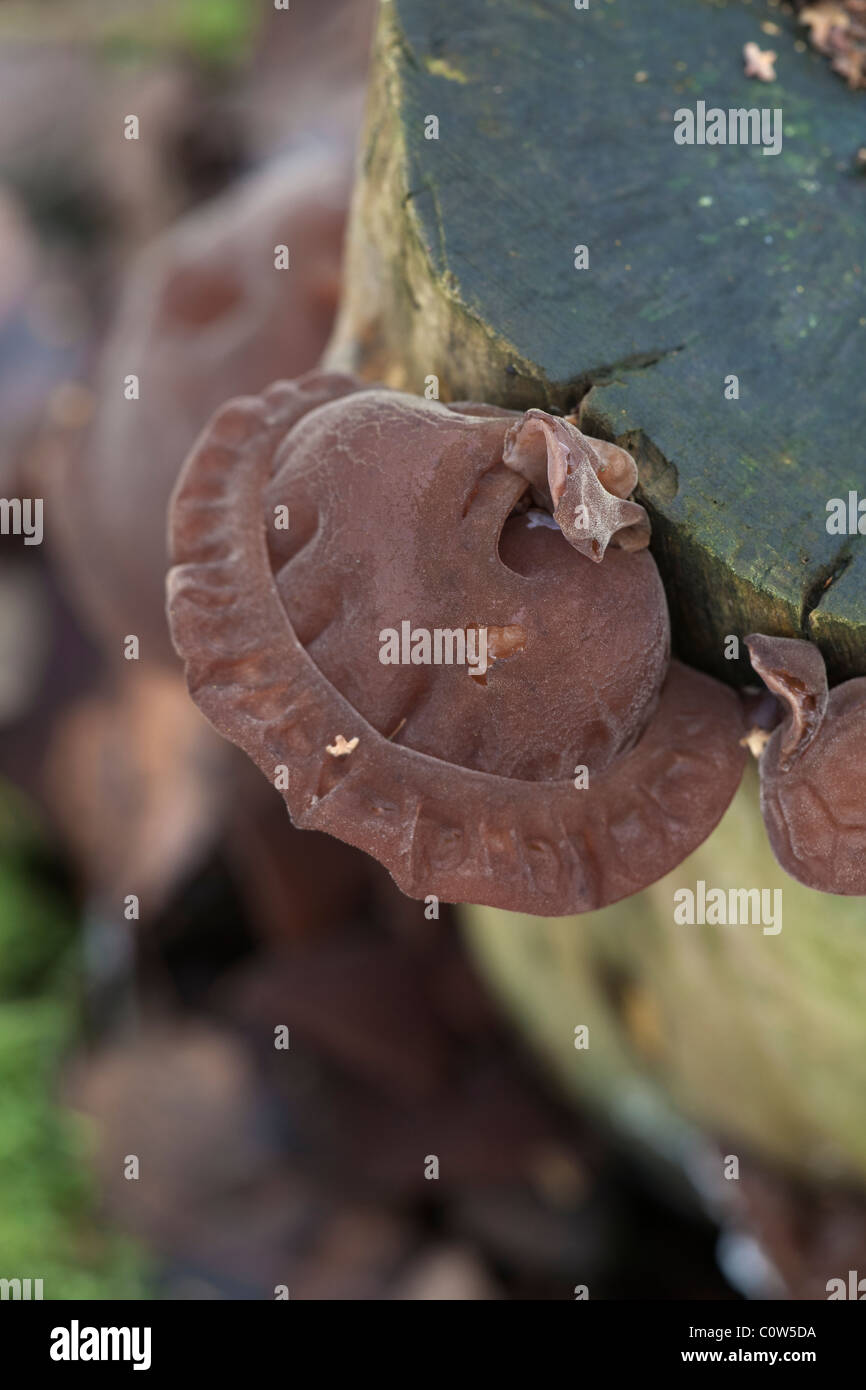 Jew's (Jelly) Ear Auricularia auricula-judae fruiting bodies growing on a dead Elder tree trunk Stock Photo