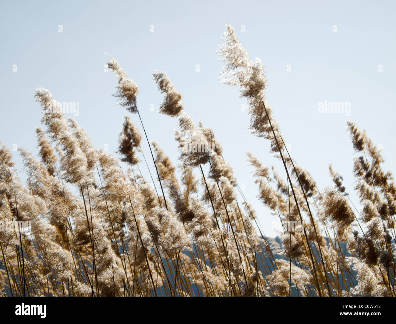 common reed (phragmites australis) in the wind, against clear sky, winter season Stock Photo