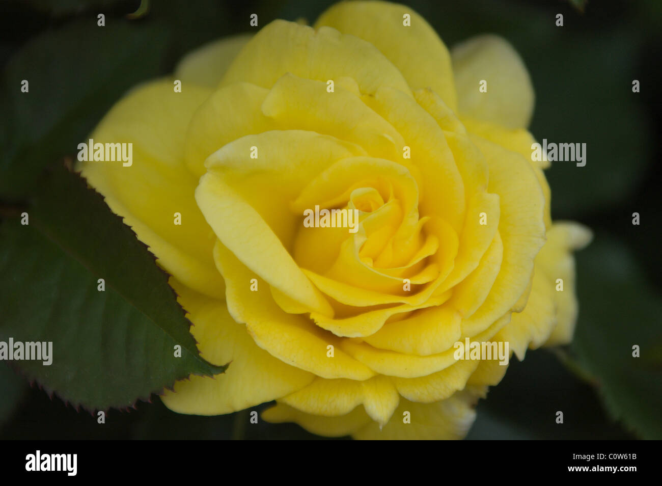 Single yellow rose Stock Photo