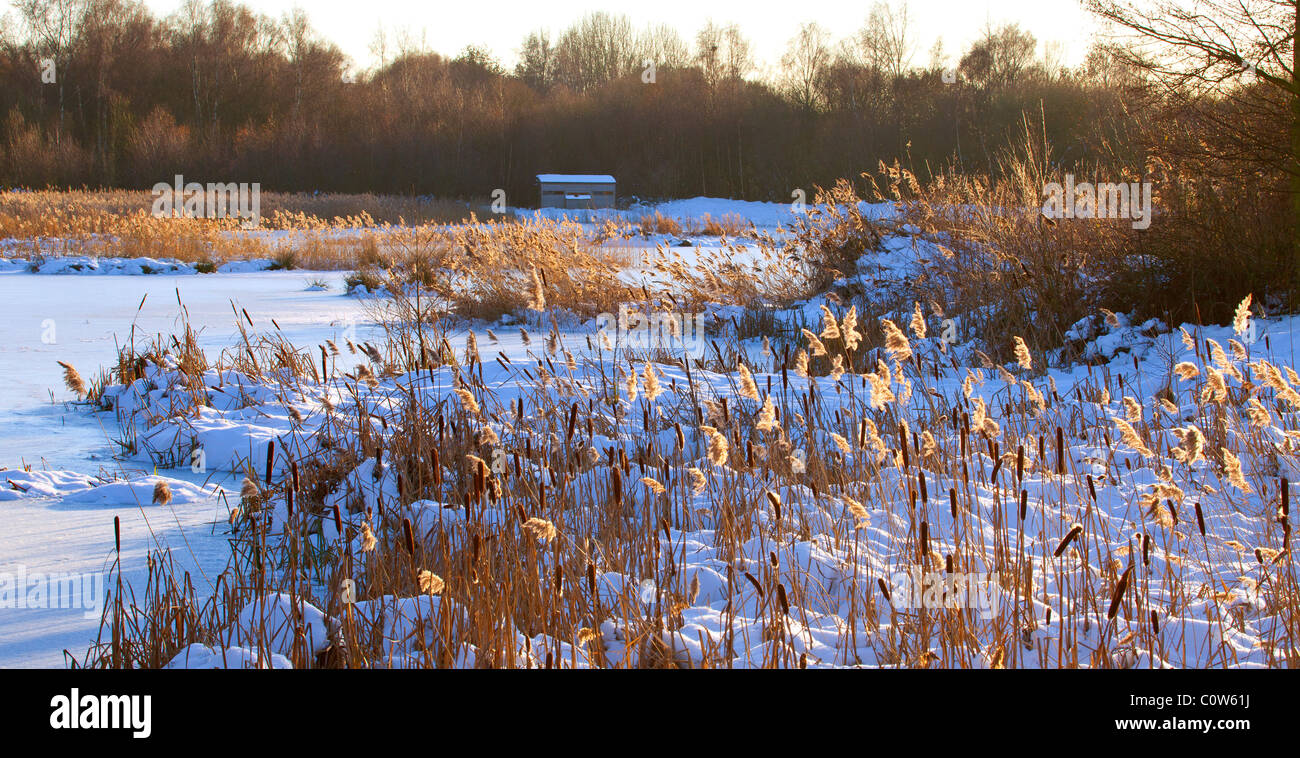 Willow Pool from Willow Pool Hide showing frozen snow covered water and reeds Stock Photo