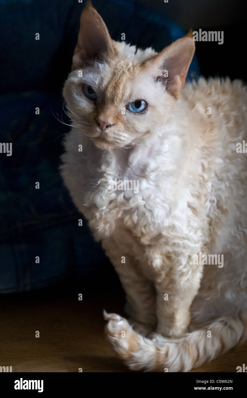 mature female cat Mature female cat