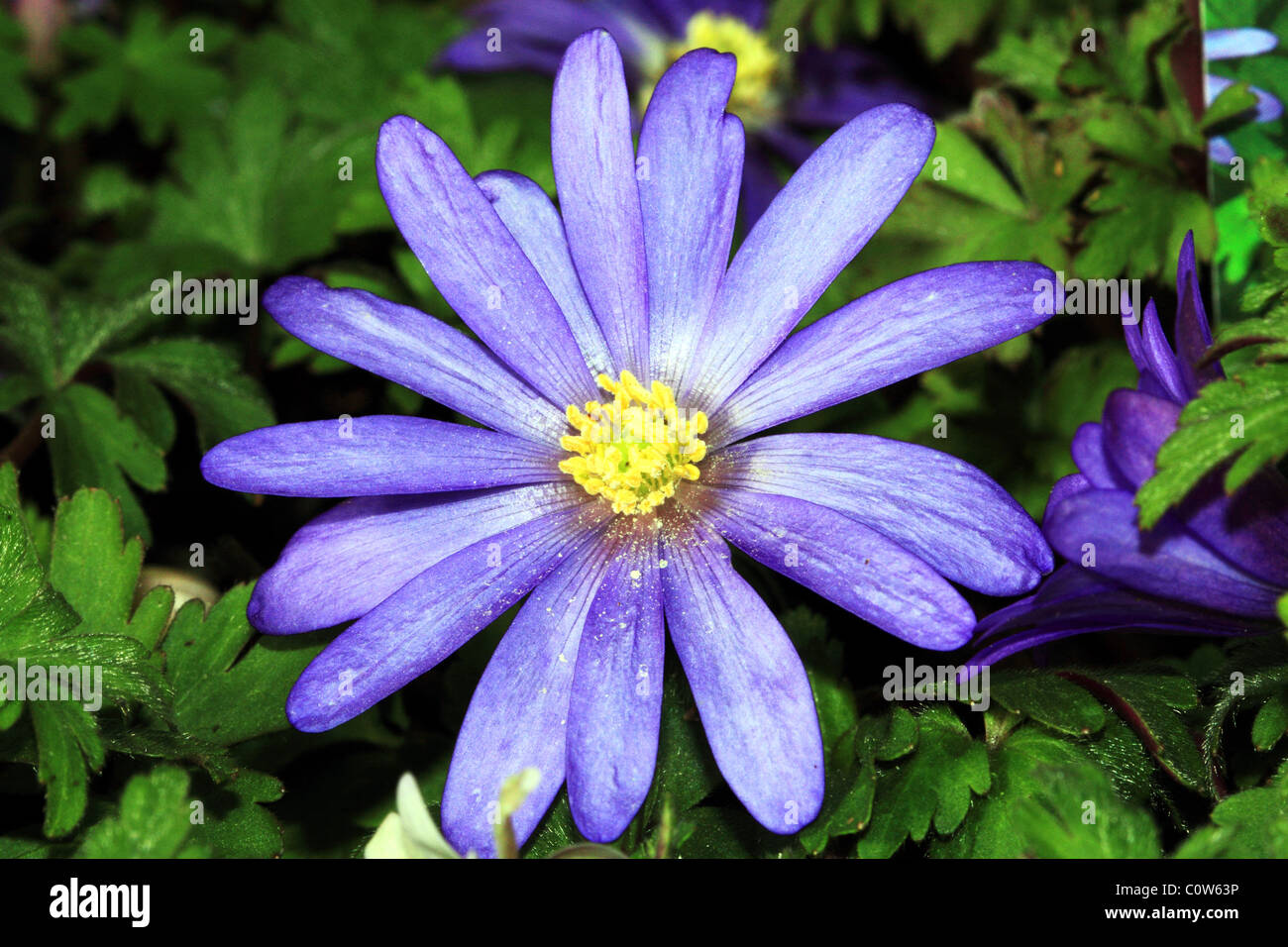 Blue Anemone Flower Family Ranunculaceae Stock Photo