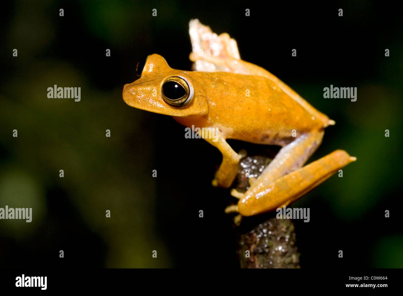 Tree Frog - La Selva Jungle Lodge, Amazon Region, Ecuador Stock Photo