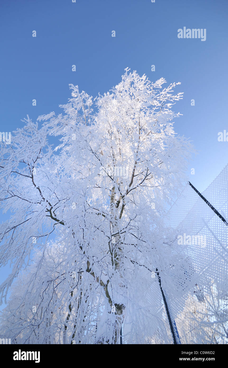 Woodland covered in snow frost hi-res stock photography and images - Alamy