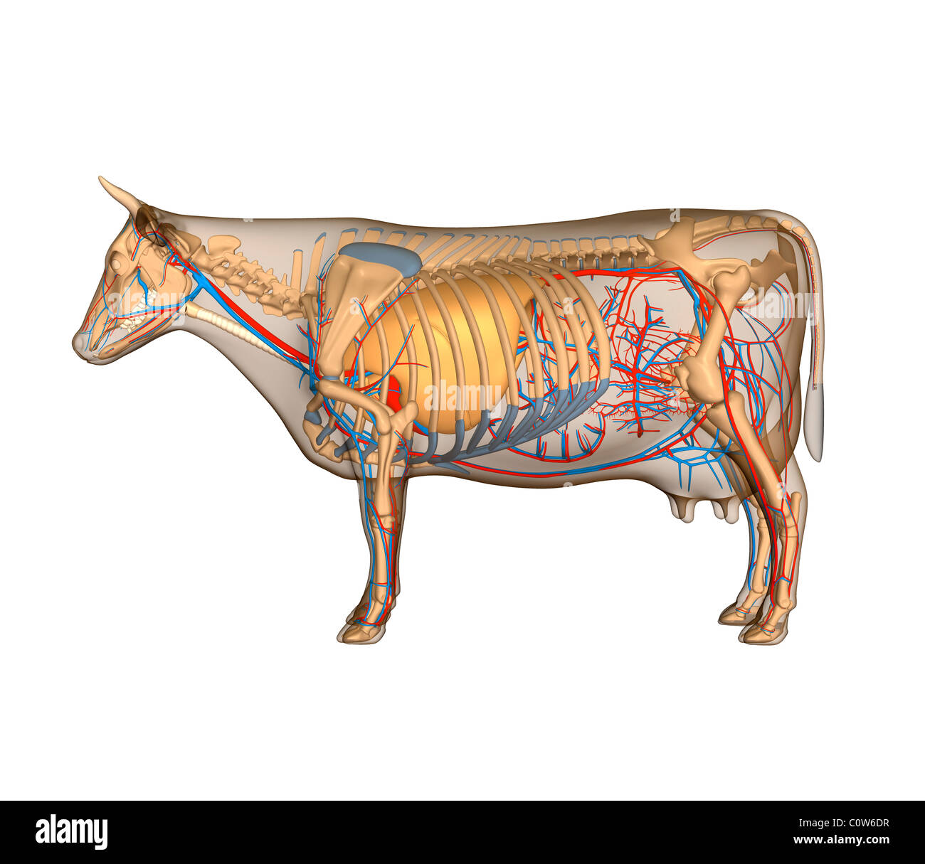 Anatomy of the cow circulary respiratory Stock Photo: 34974627 - Alamy