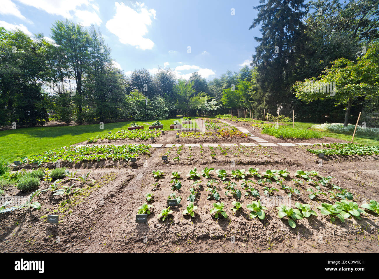 Michelle Obama's organic Kitchen Garden of The White House in spring. Washington DC. Bok Choi; Broccoli, Kohlrabi, Cauliflower. Stock Photo