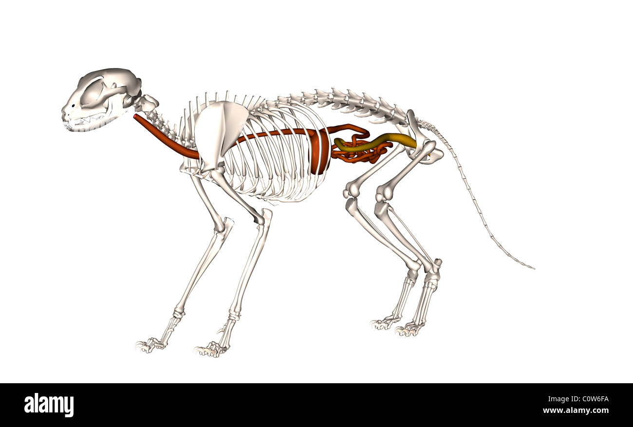 Anatomy of the cat digestion Stock Photo Alamy
