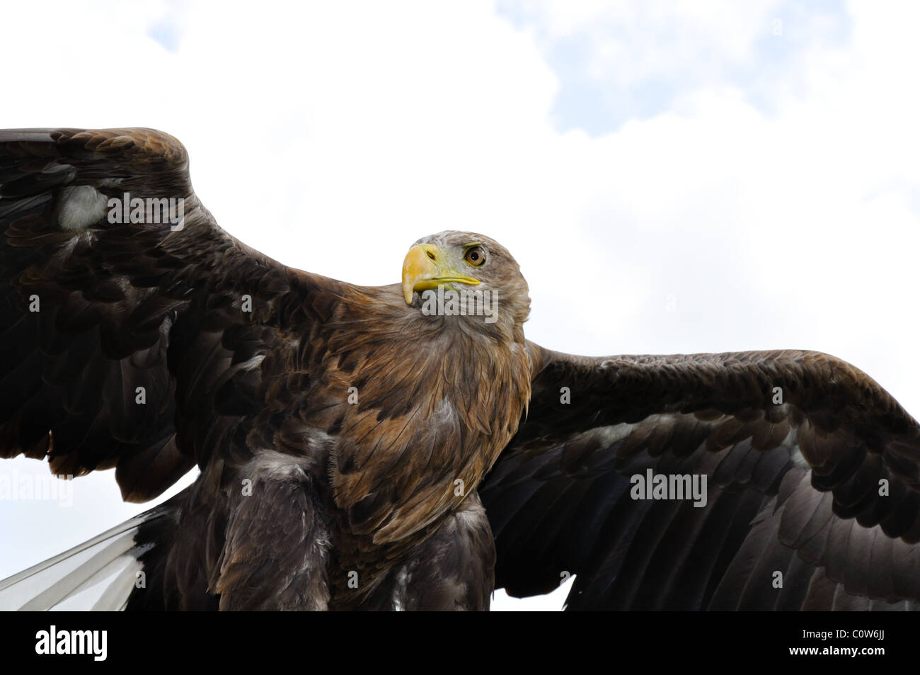 Majestic Eagle Posing with wings outstretched Stock Photo