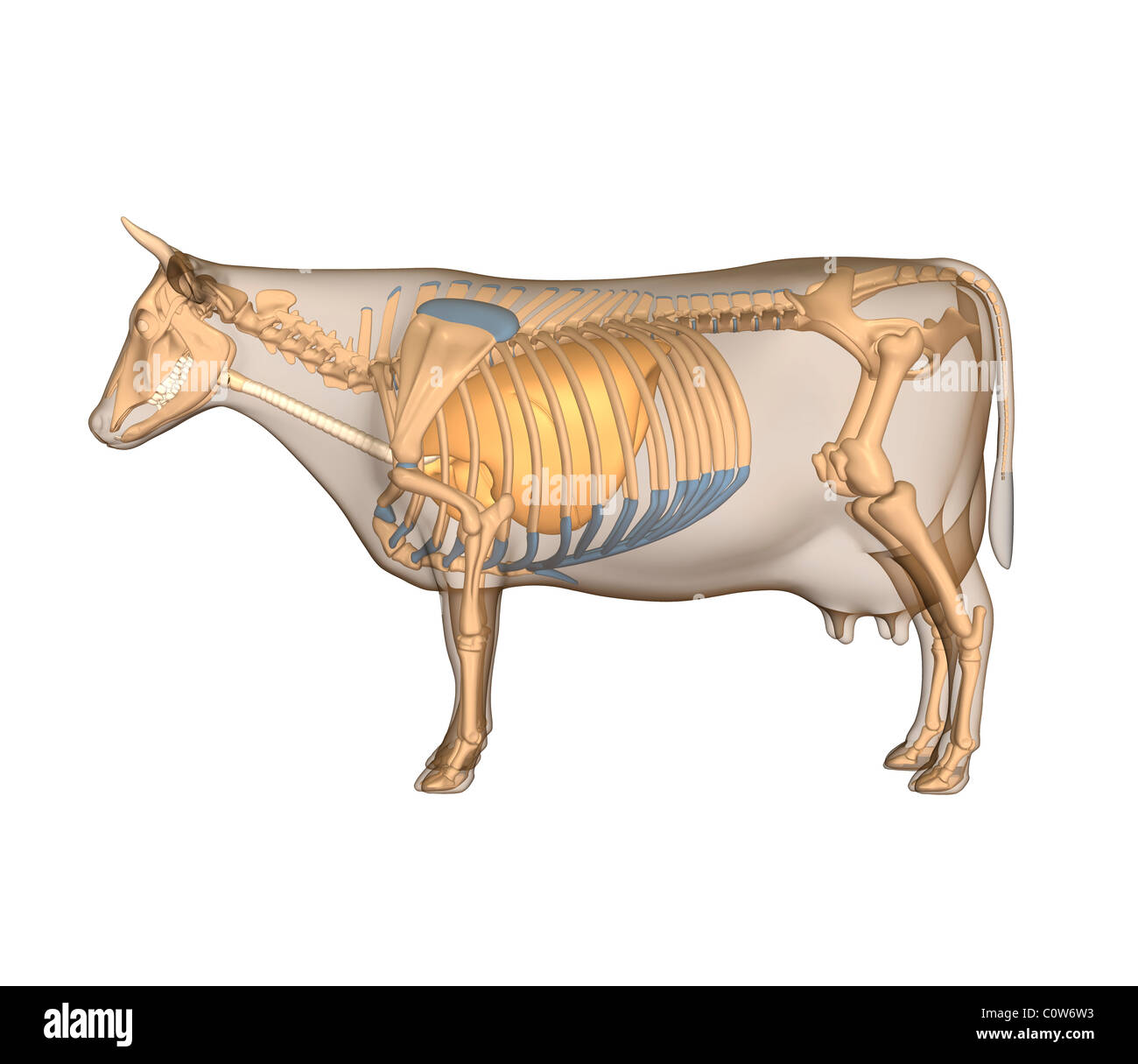 Anatomy of the cow respiratory lungs Stock Photo Alamy