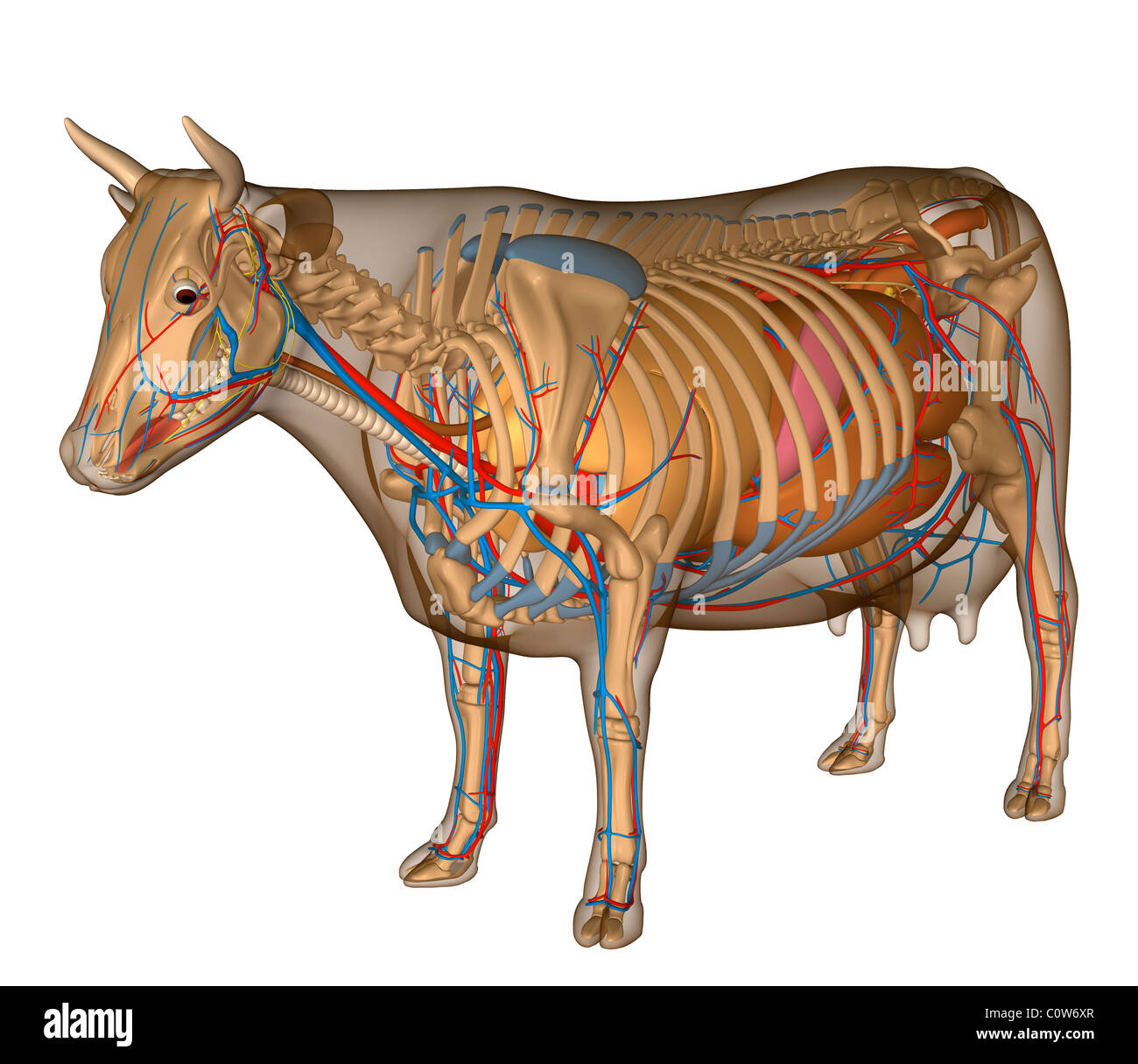 Anatomy of the cow organs Stock Photo - Alamy