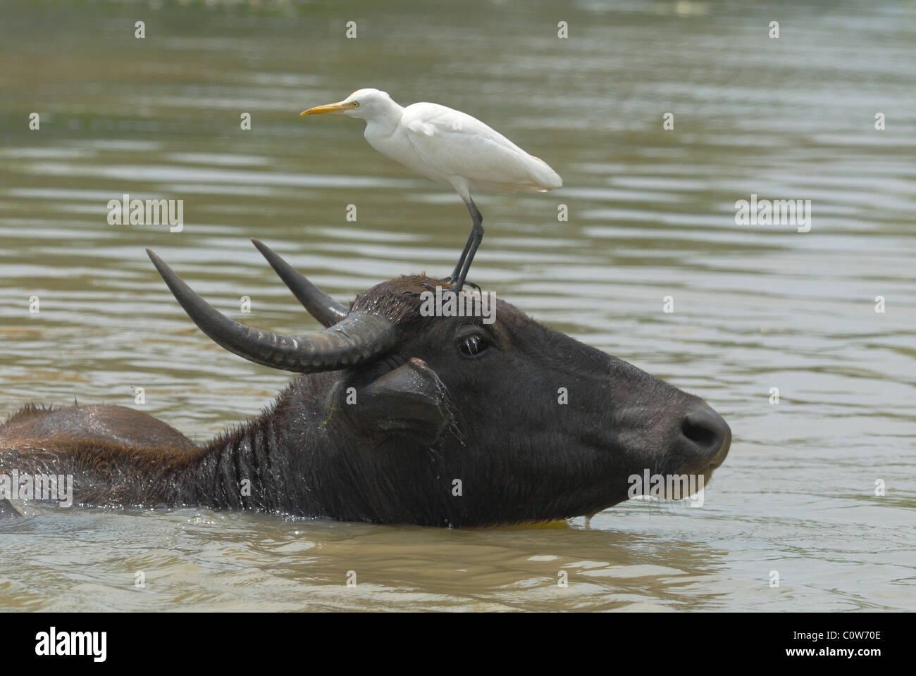 Cattle Egret standing on a Water Buffalo's head, Sri Lanka Stock Photo