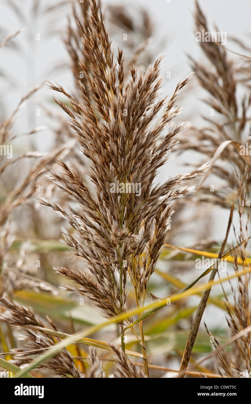 Reed phragmites australis phragmites communis hi-res stock photography ...