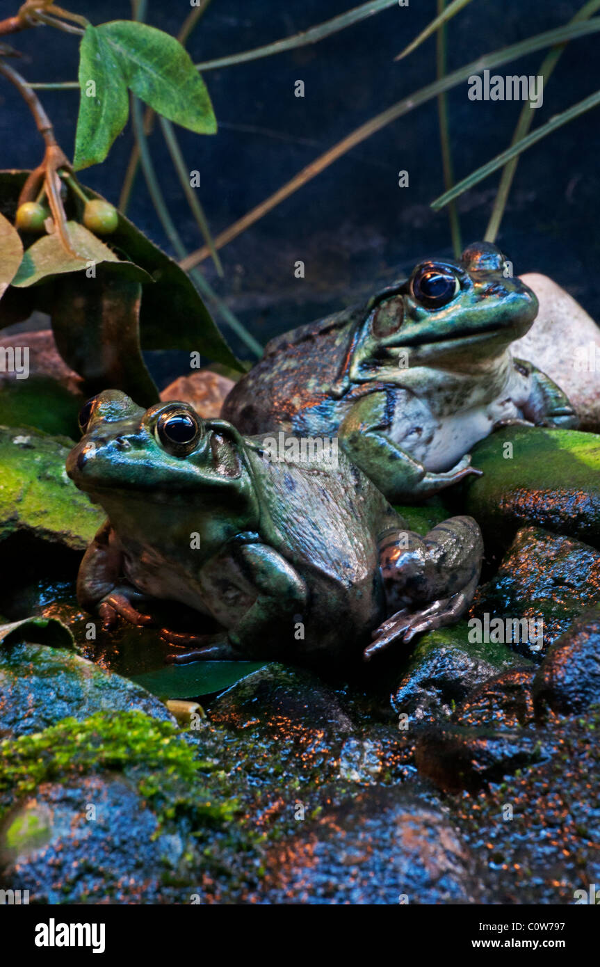 A pair of Green Frogs. Stock Photo