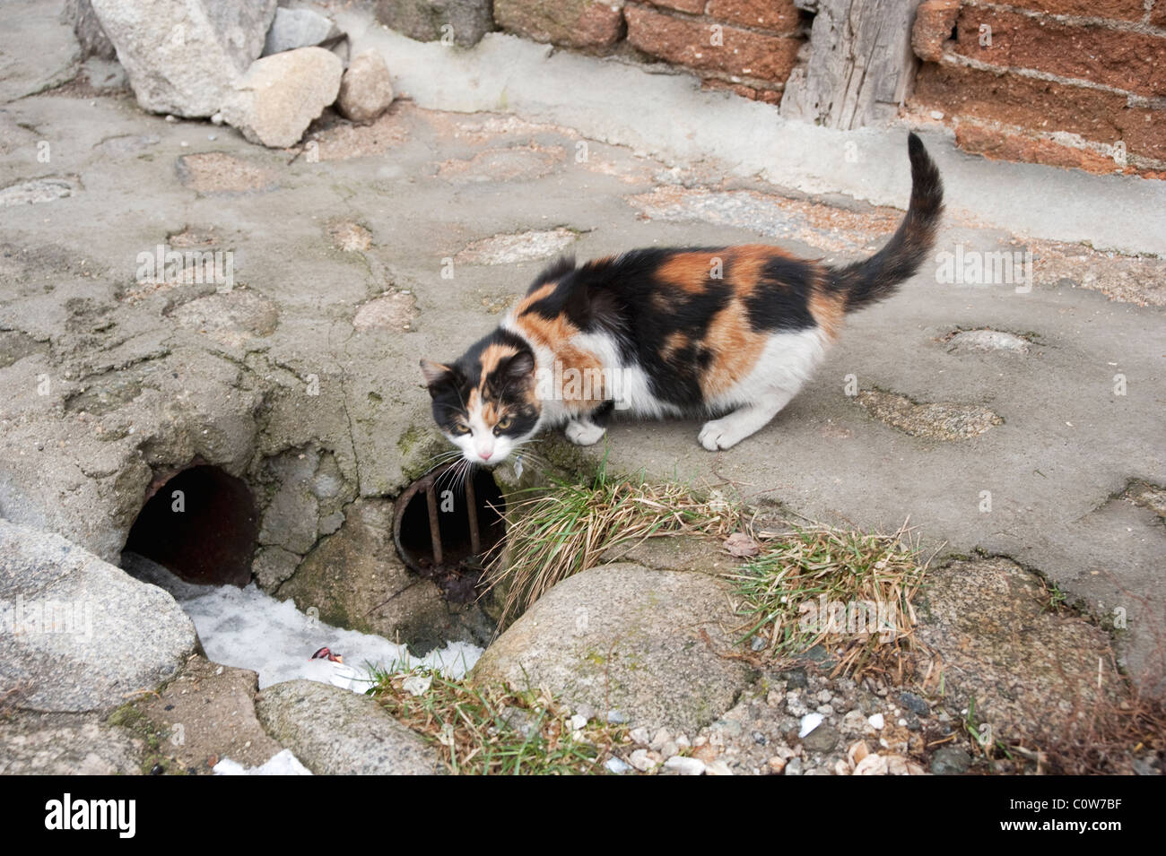 Stray cat by a water drain on a cobbled street in Bansko Stock Photo