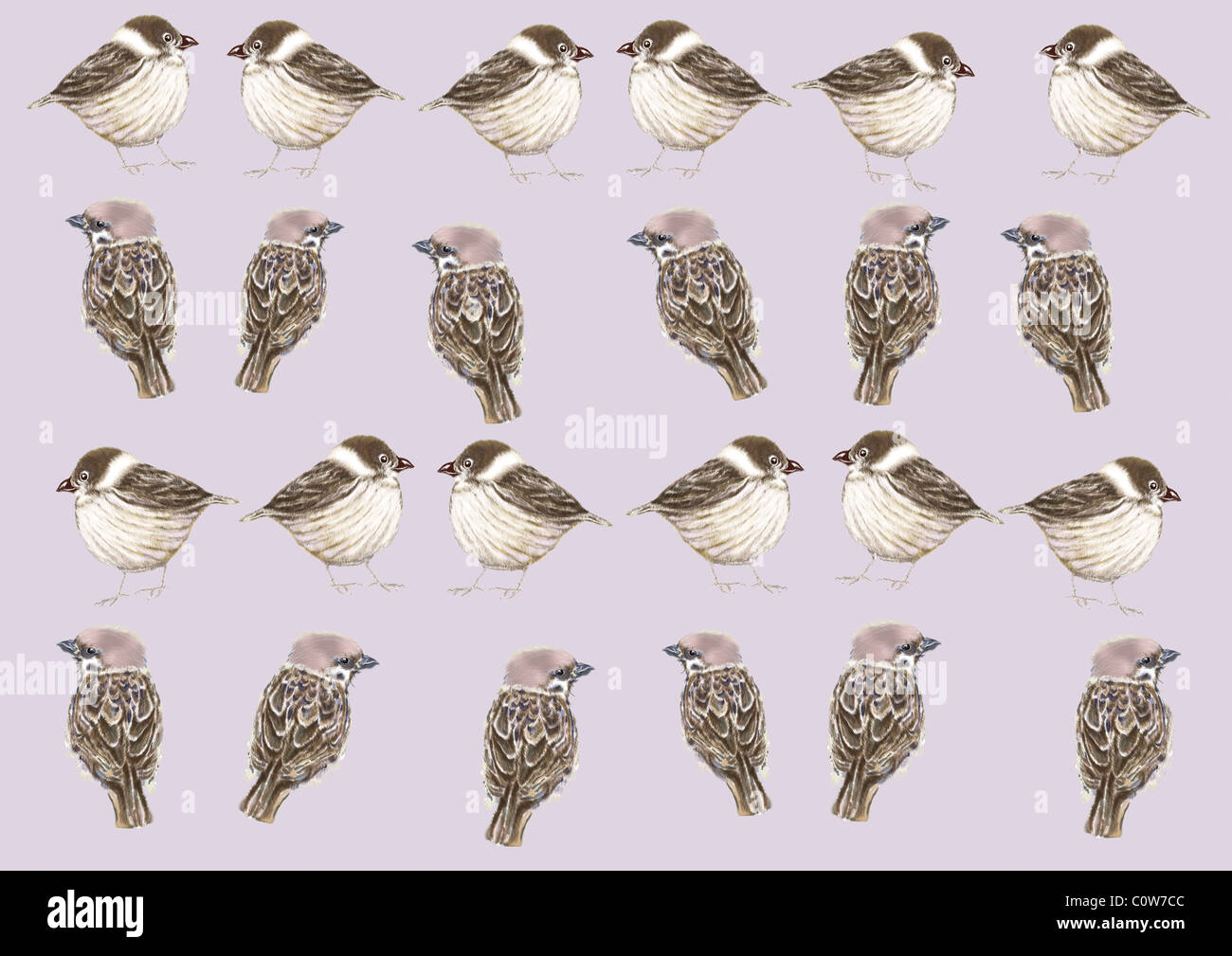 Pattern of Japanese Painting, Tree Sparrow Stock Photo