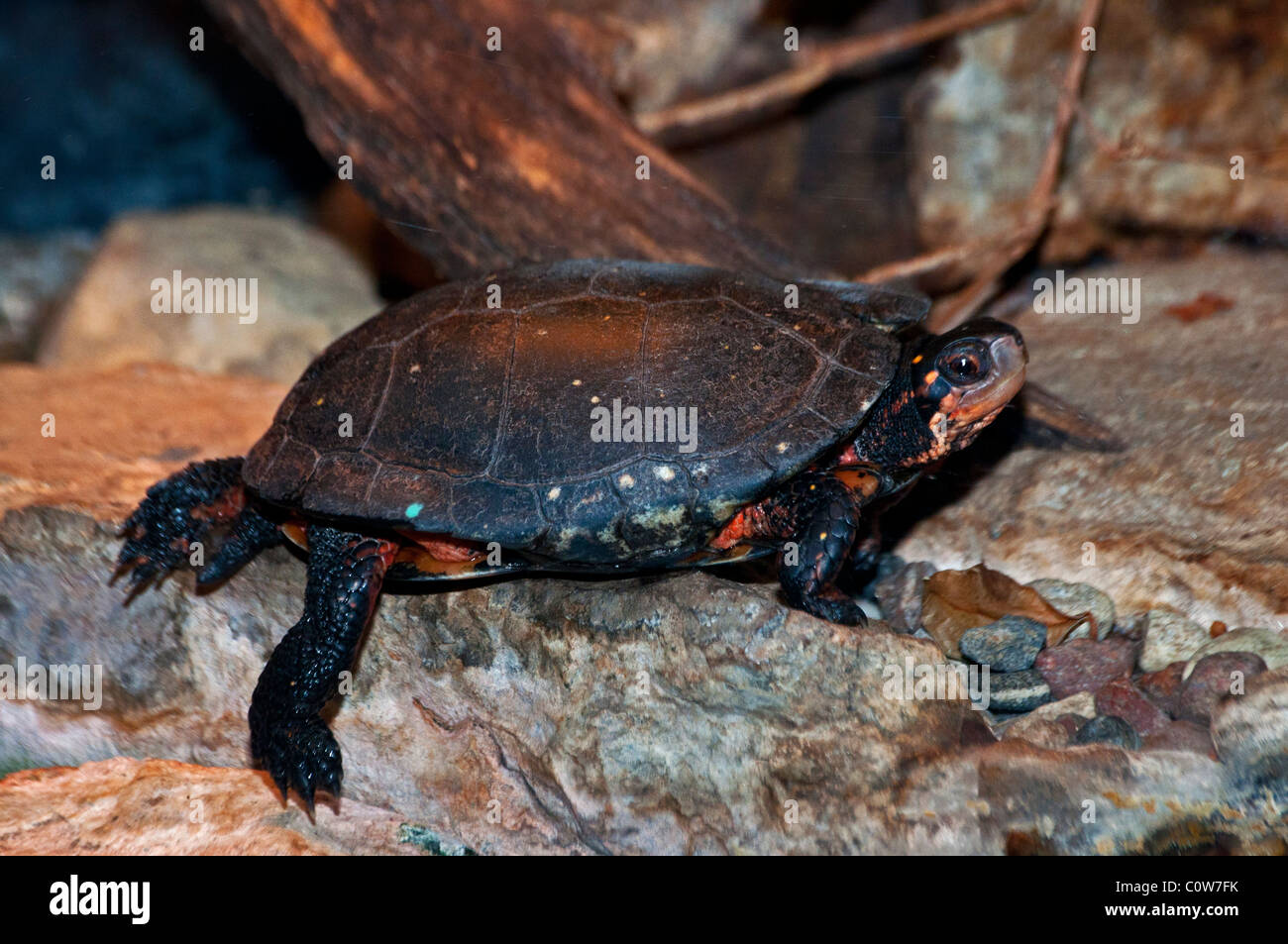 A Spotted Turtle basking. Stock Photo