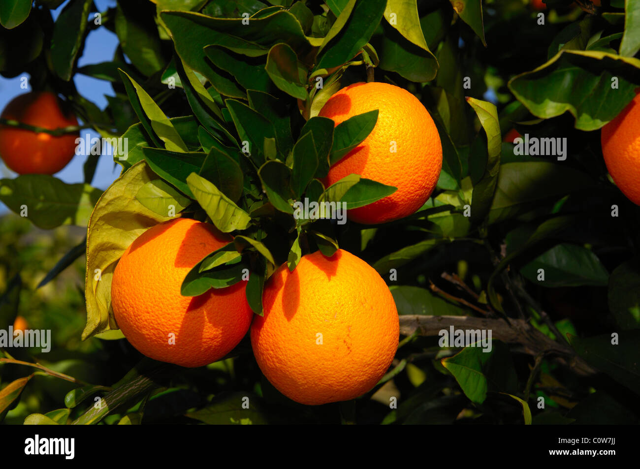 Ripe orange fruits at a tree, orange tree plantation in Citrusdal