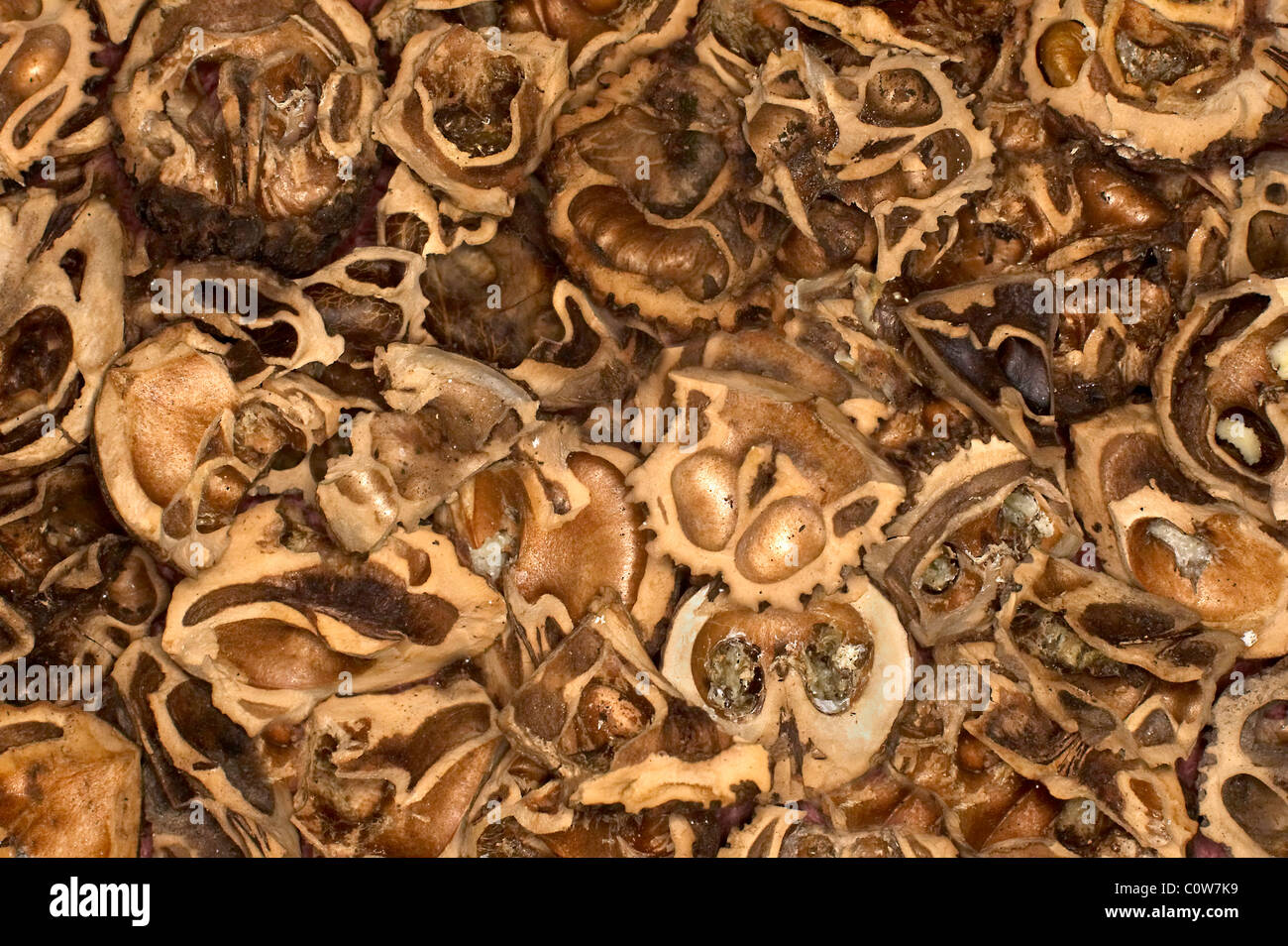 Pile of Walnut Shells Detail Stock Photo