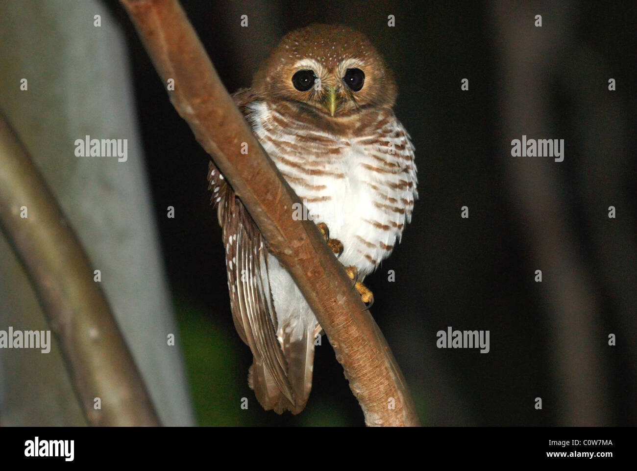 White-browed Owl (Ninox superciliaris) in the Berenty Nature Reserve, southern Madagascar Stock Photo