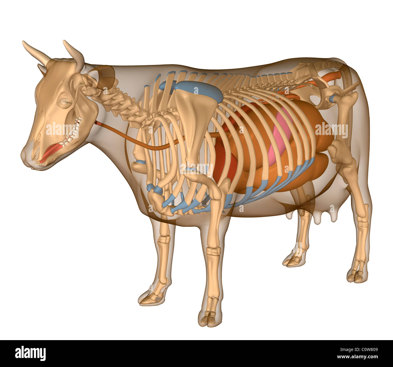 Anatomy of the cow digestion digestive Stock Photo - Alamy