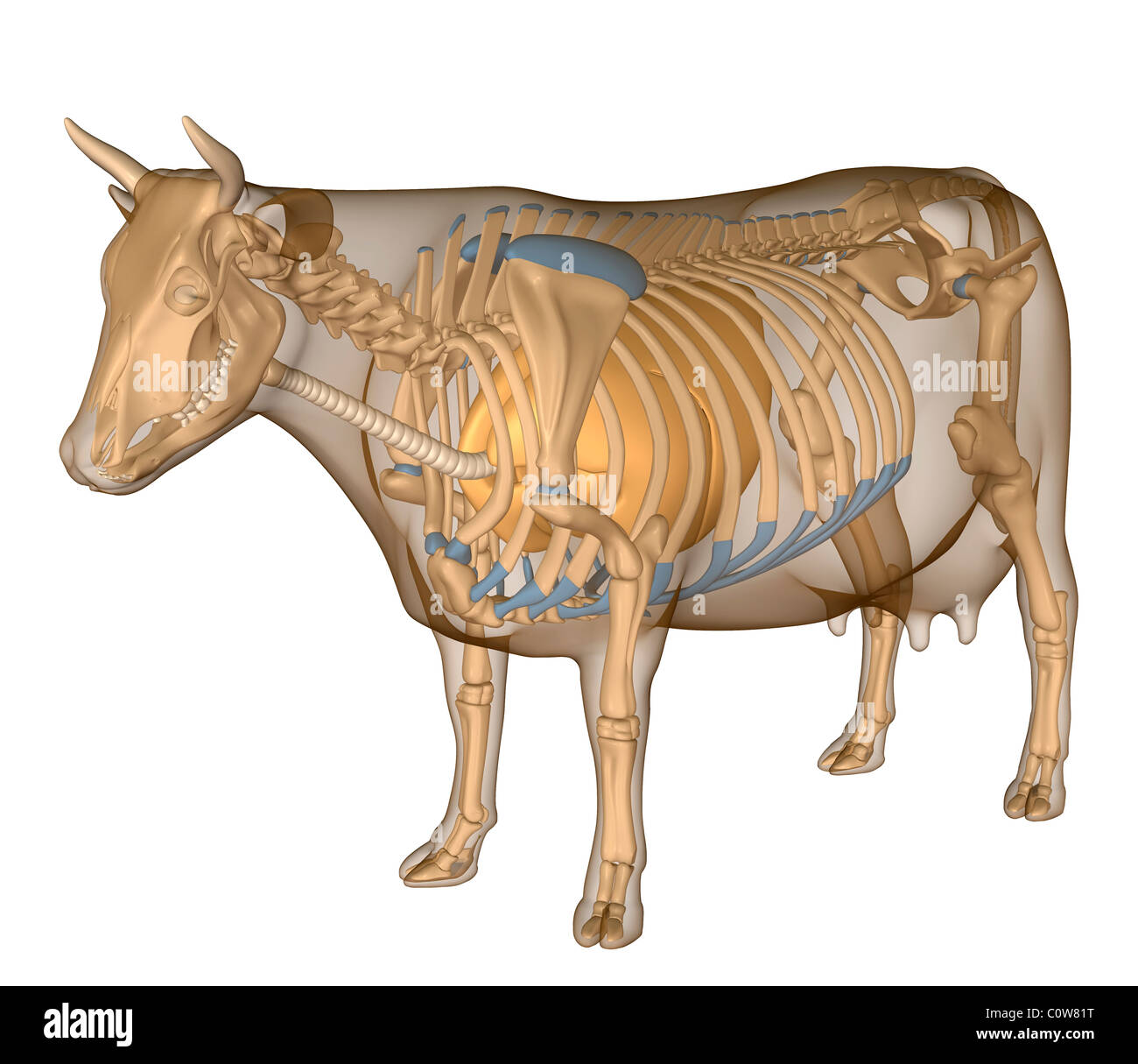 Lungs Anatomy High Resolution Stock Photography and Images Alamy