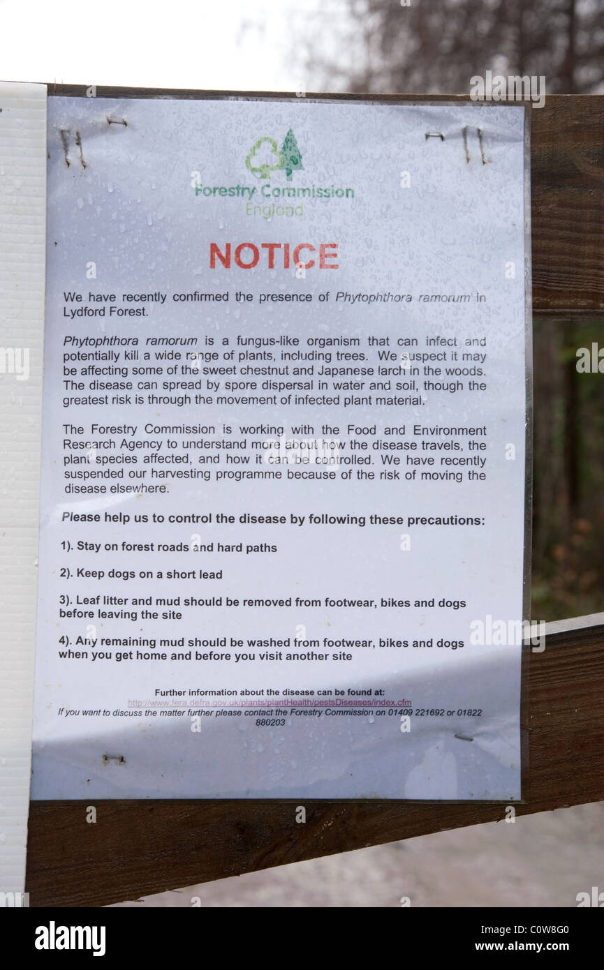 Warning notices about phytophera infection in Lydford Forest, Devon UK. The area is managed by the Forestry Commission Stock Photo
