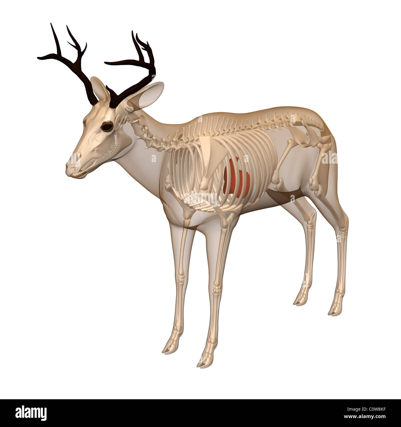 deer anatomy liver skeleton transparent body Stock Photo