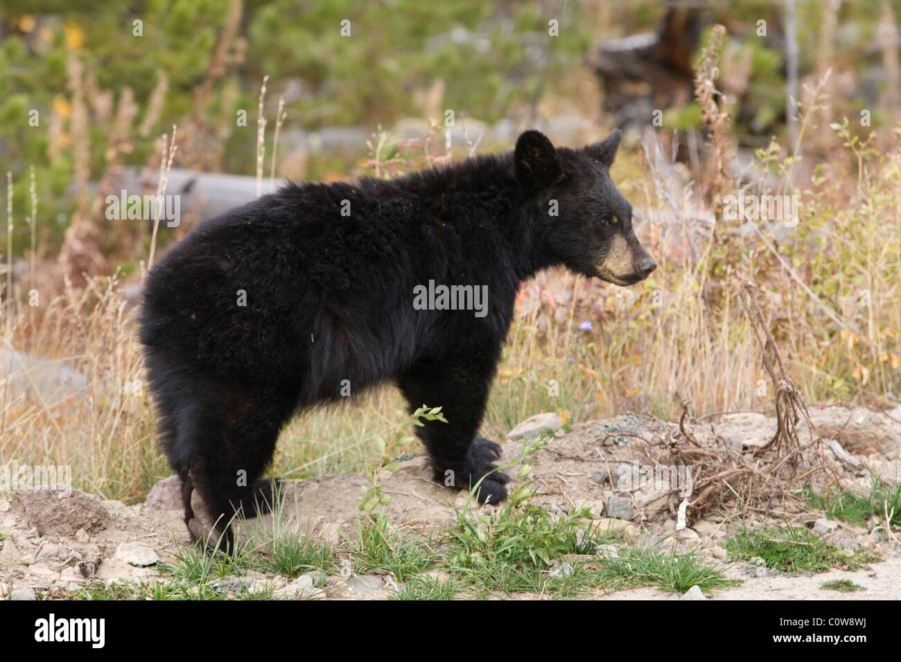 Black bear - Yosemite National Park, California. Stock Photo