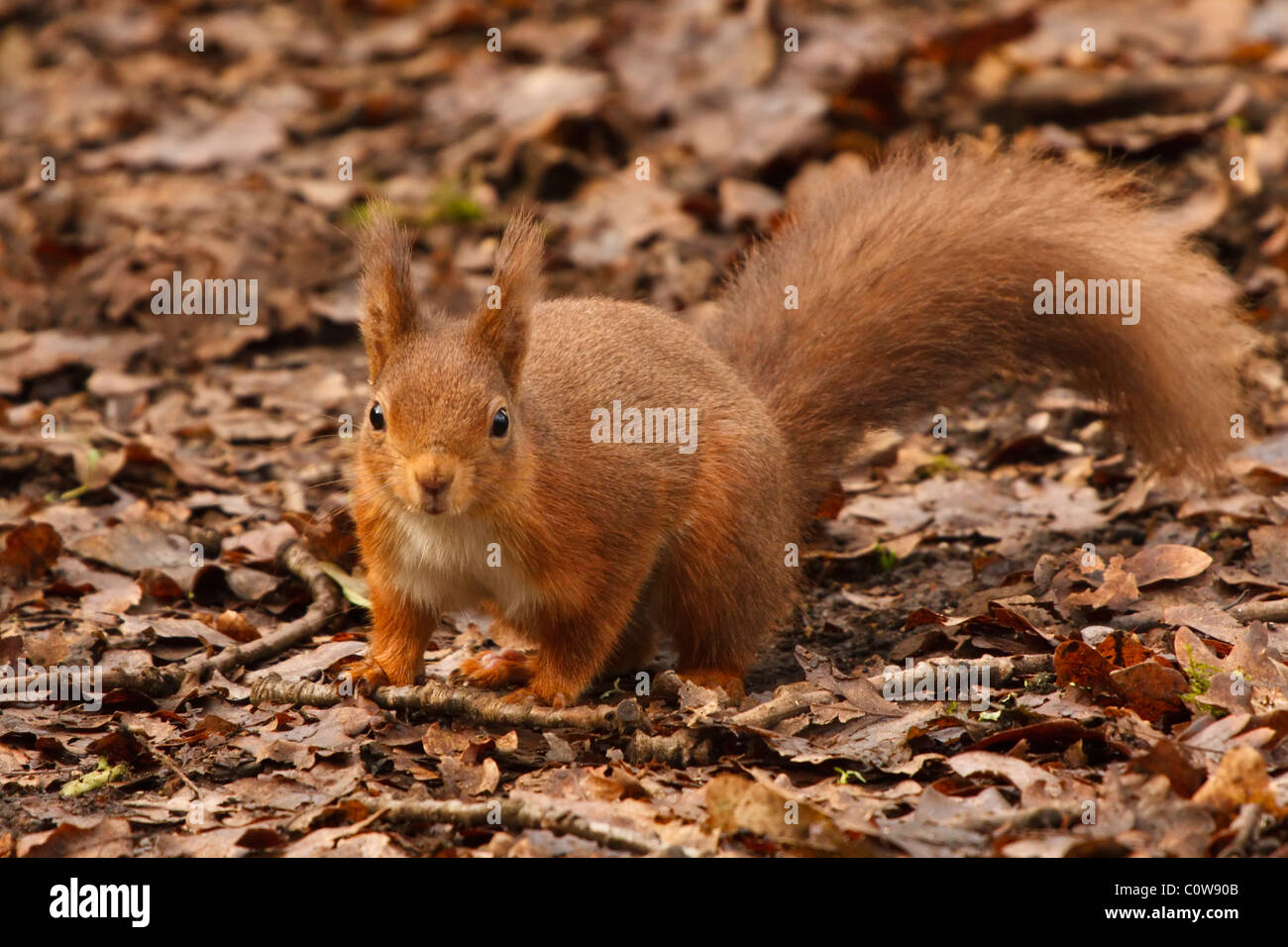 A Red Squirrel at the Alverstone Mead nature reserve on the Isle of Wight. Stock Photo