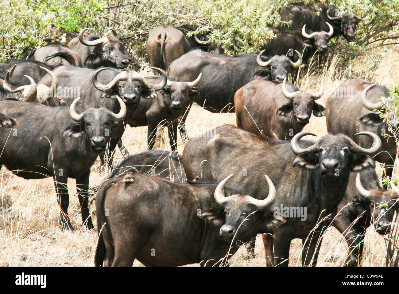 Water Buffalo, Kruger National Park, South Africa, Africa Stock Photo