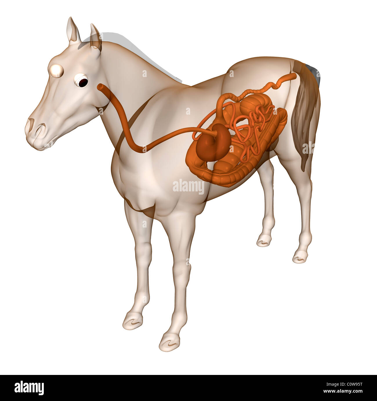 horse anatomy digestion stomach guts tract duodenum transparent body Stock Photo