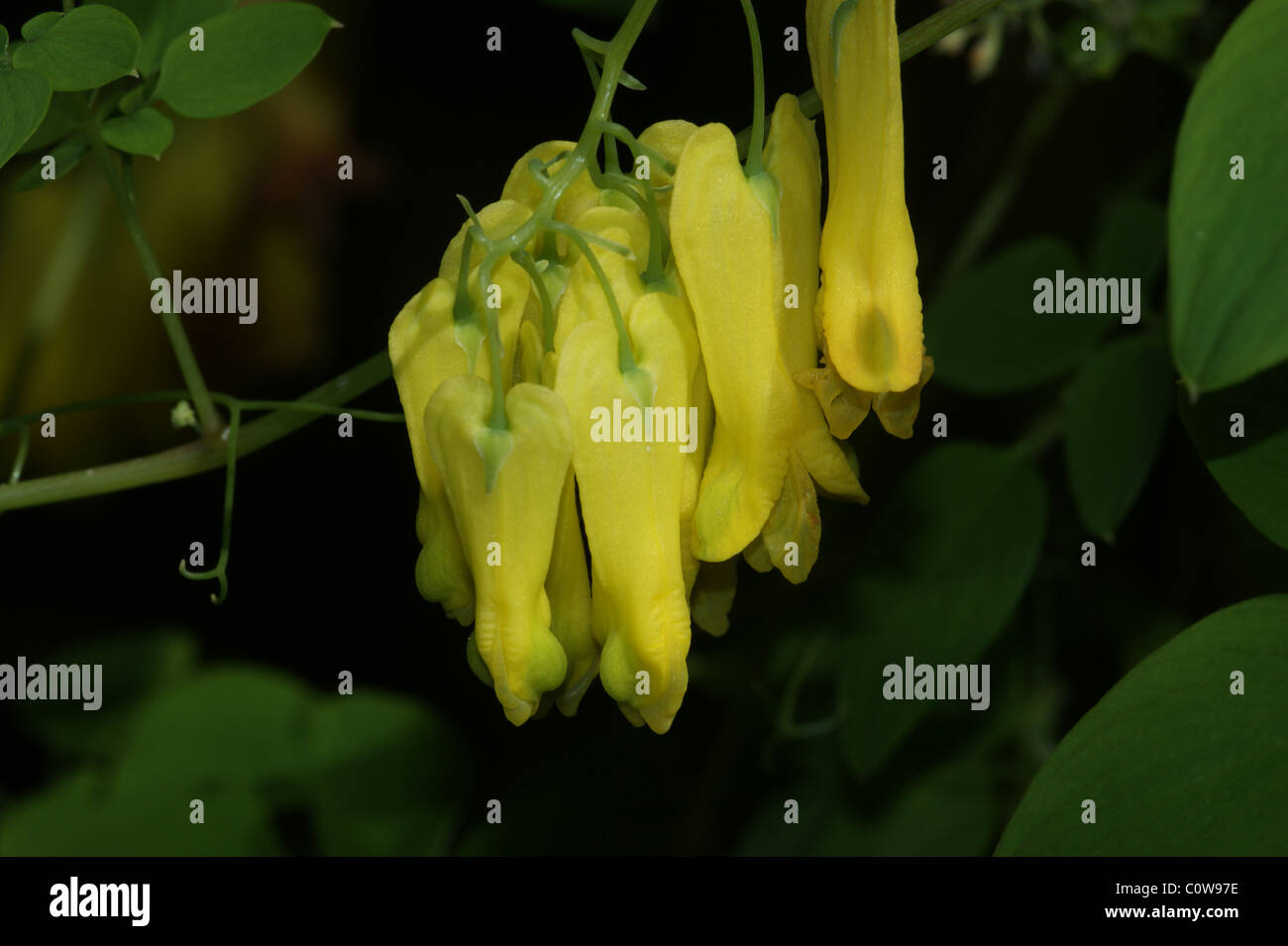 Climbing dicentra hires stock photography and images Alamy
