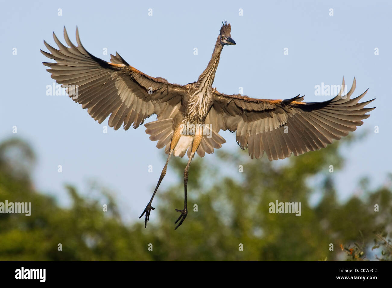 A fledgling Great Blue Heron learning to fly Stock Photo