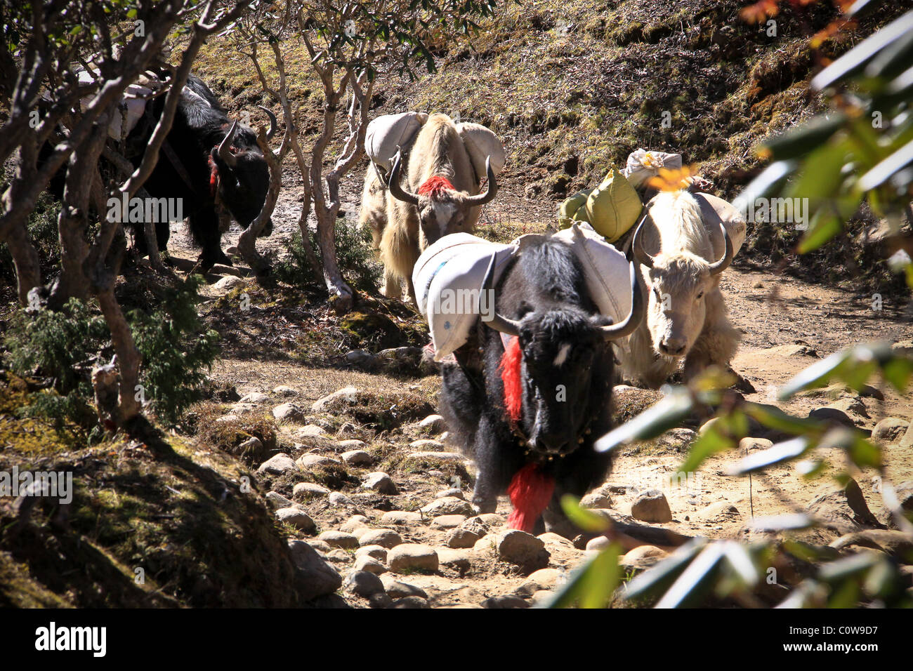 Yak and Yak herders Everest Base Camp Trail, Nepal, Asia Stock Photo