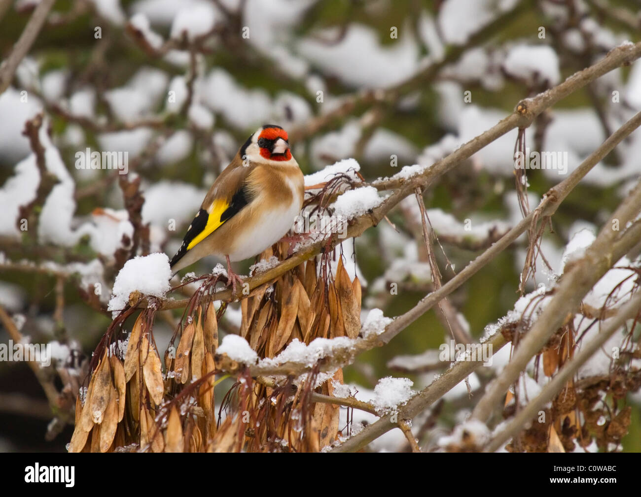 A Goldfinch on a snow covered branch, Stock Photo