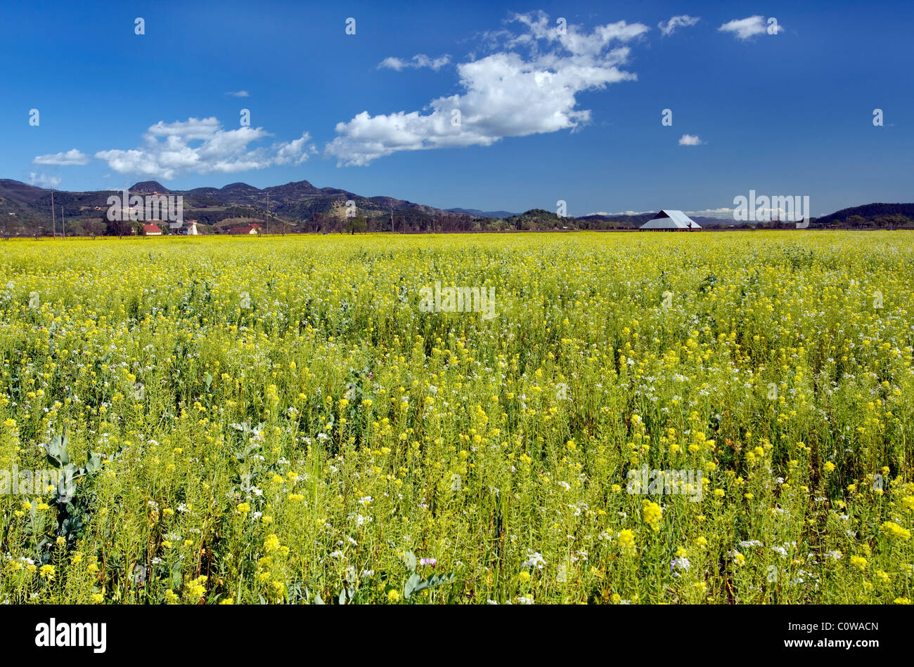 Wild mustard hires stock photography and images Alamy