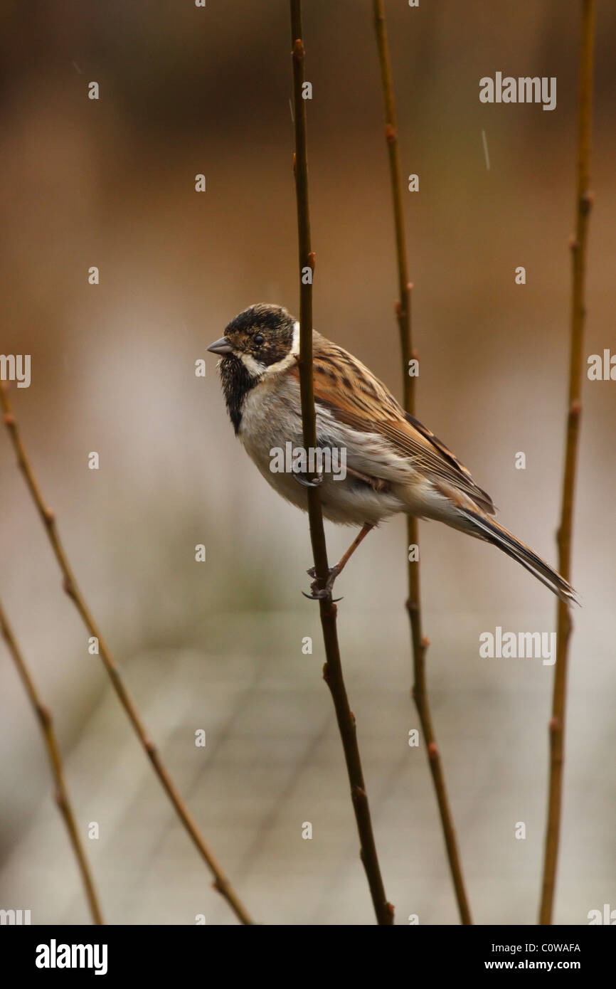 A Reed Bunting (Emberiza schoeniclus) coming into spring plumage. Stock Photo