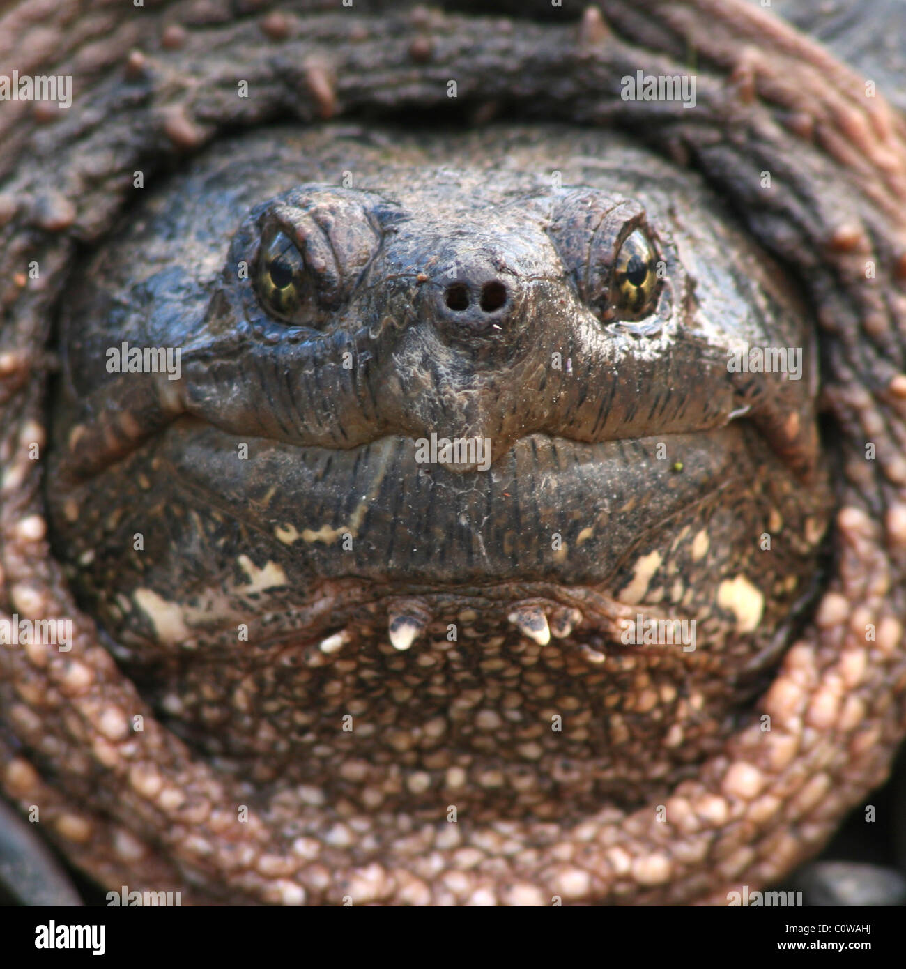 A portrait of a Snapping Turtle up close and personal. Stock Photo