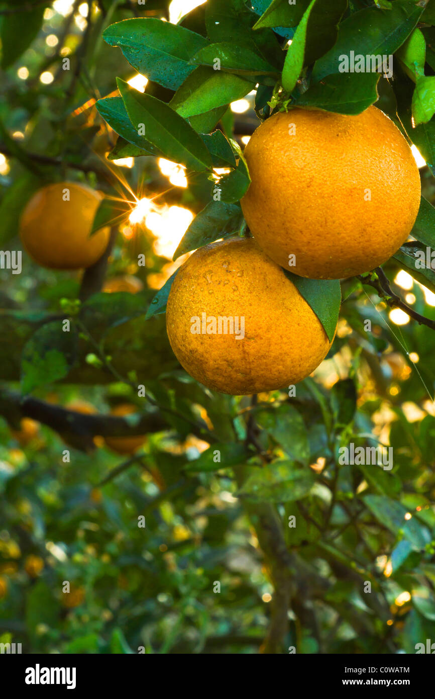 Florida Orange Groves High Resolution Stock Photography and Images Alamy
