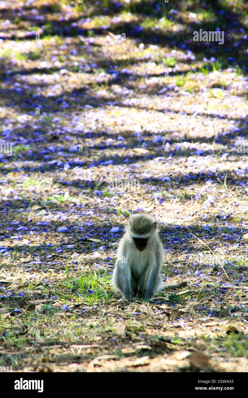 Vervet Monkey, Zimbabwe Masvingo Great Zimbabwe ruins Stock Photo Alamy