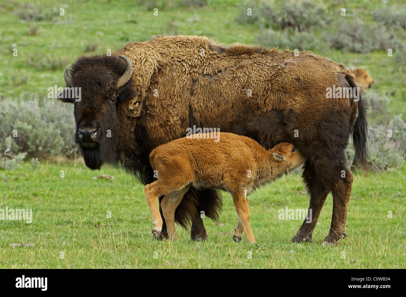 Buffalo Baby Nursing Stock Photo