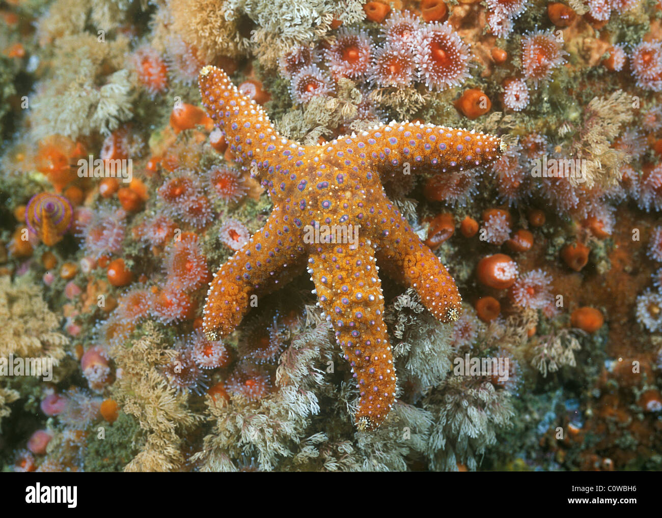 Ochre Sea Star (Pisaster ochraceus) among Strawberry Anemone (corynactis californica) Stock Photo
