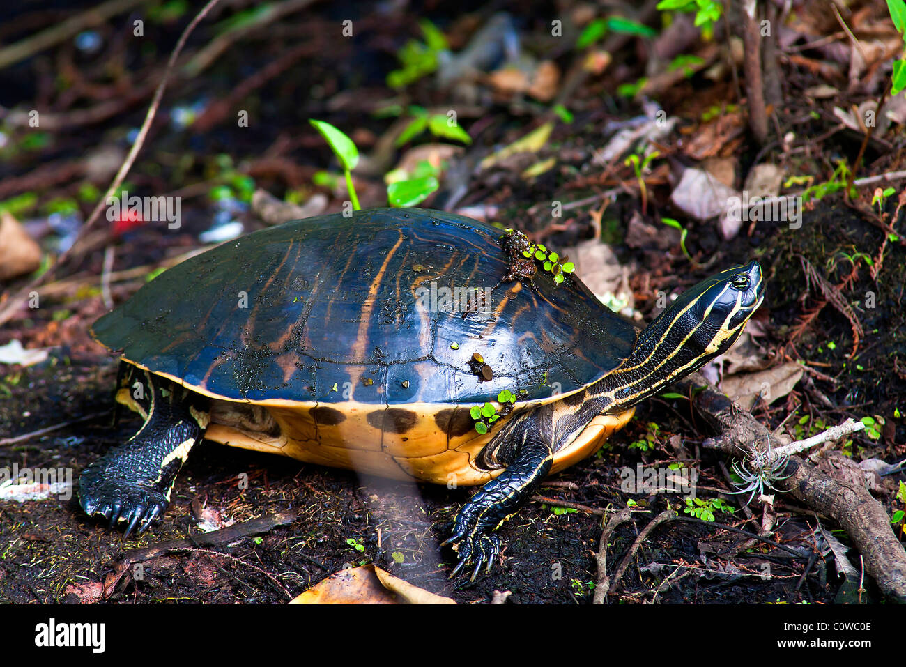 Yellow-bellie slider turtle with ground cover near a lake , Lettuce Lake Park, Tampa, Florida Stock Photo