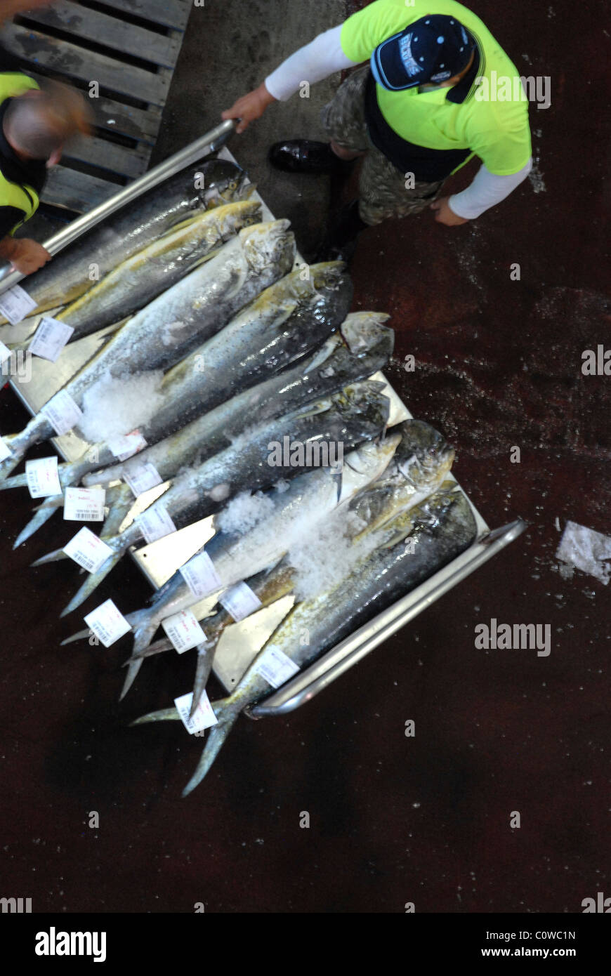 Porter and fish Stock Photo Alamy