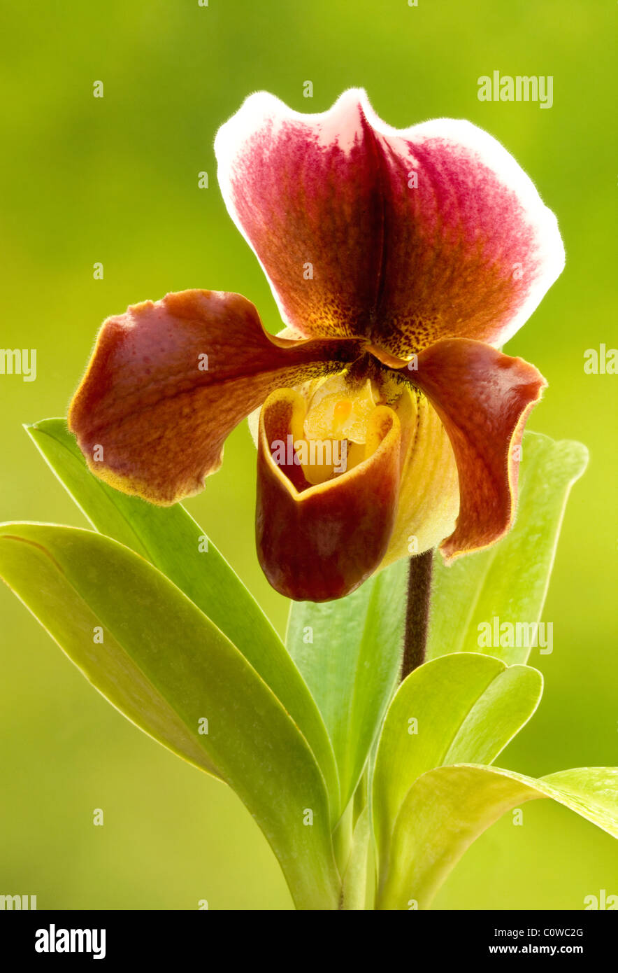 Paphiopedilum hybrid slipper orchid Stock Photo