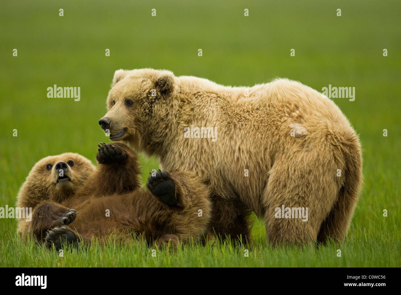 Two adolescent female brown bears wrestle playfully. June 25th, 2008, Lake Clark National Park, Alaska, USA. Photo by Gus Curtis Stock Photo