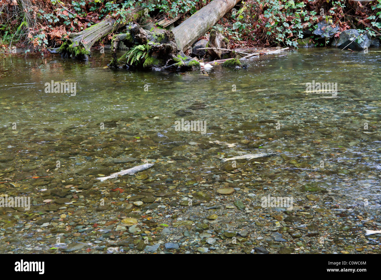 Chum salmon, Oncorhynchus keta, making their way upstream to spawn, Goldstream Park, Vancouver Island, British Columbia, Canada. Stock Photo